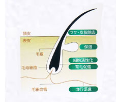 脱毛予防、フケ予防、育毛促進、収斂作用、そして血行促進に優れた効果